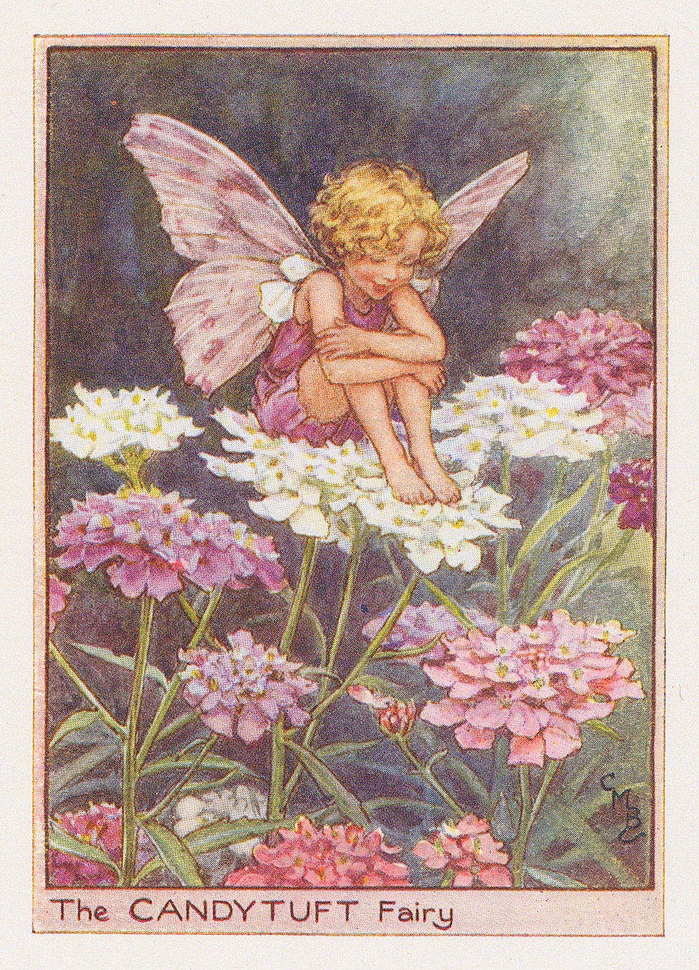 Cicely Mary Barker, Fairies - Candy Tuft Fairy, 1944