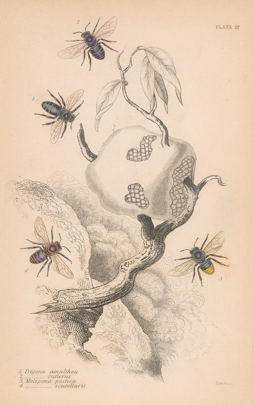 Sir William Jardine, Bees - Stingless Bees, 1859