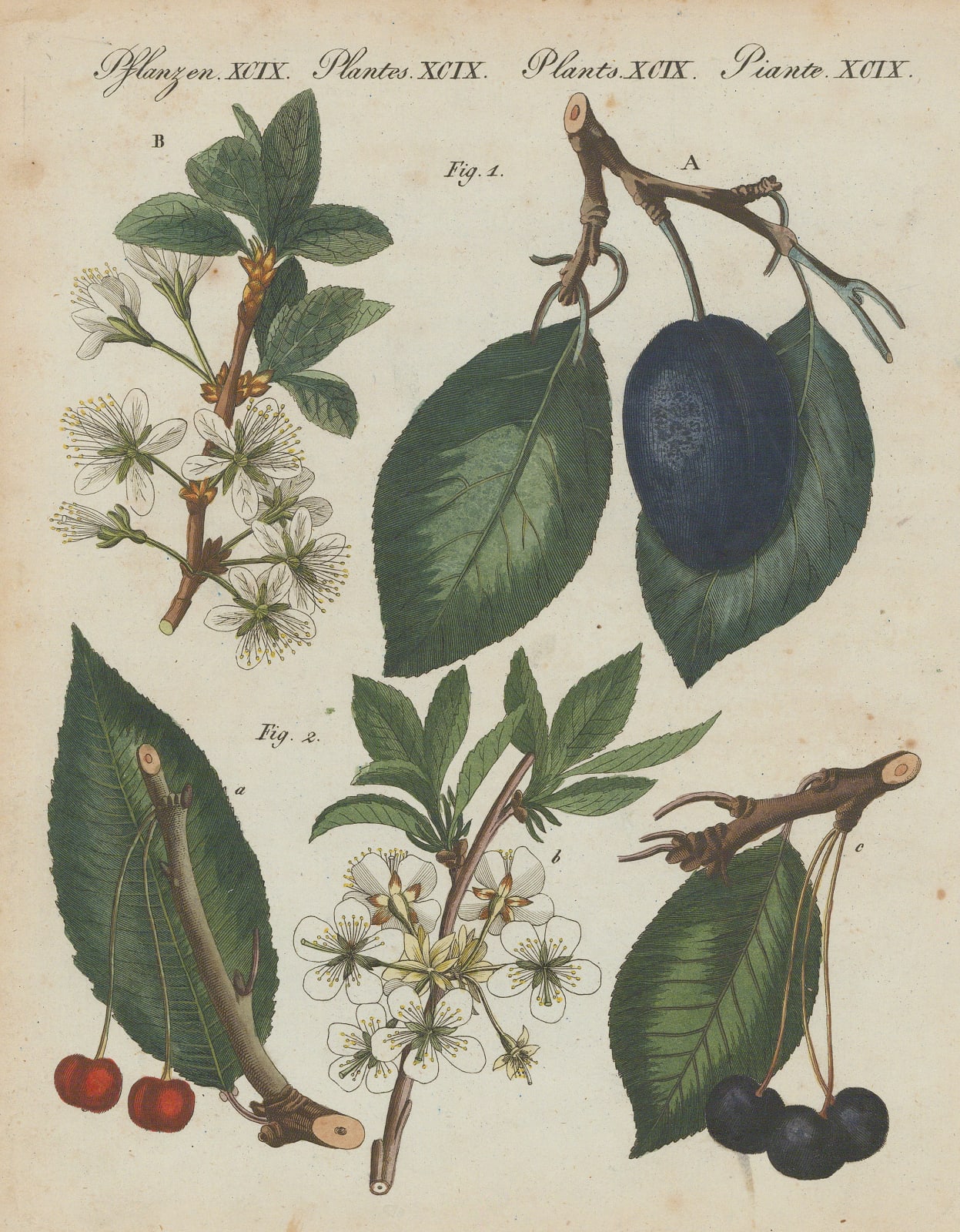 Friedrich Justin Bertuch, Plum and Cherries, 1798