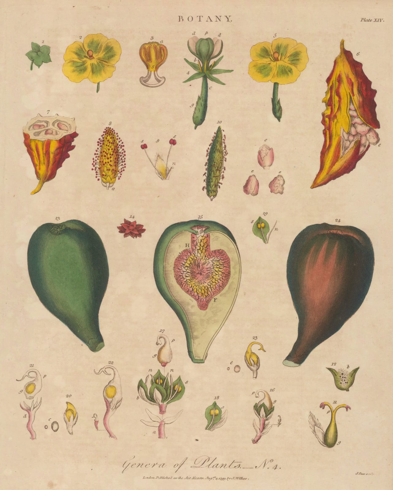 John Wilkes, Botany - Flowers and Fruit, 1810