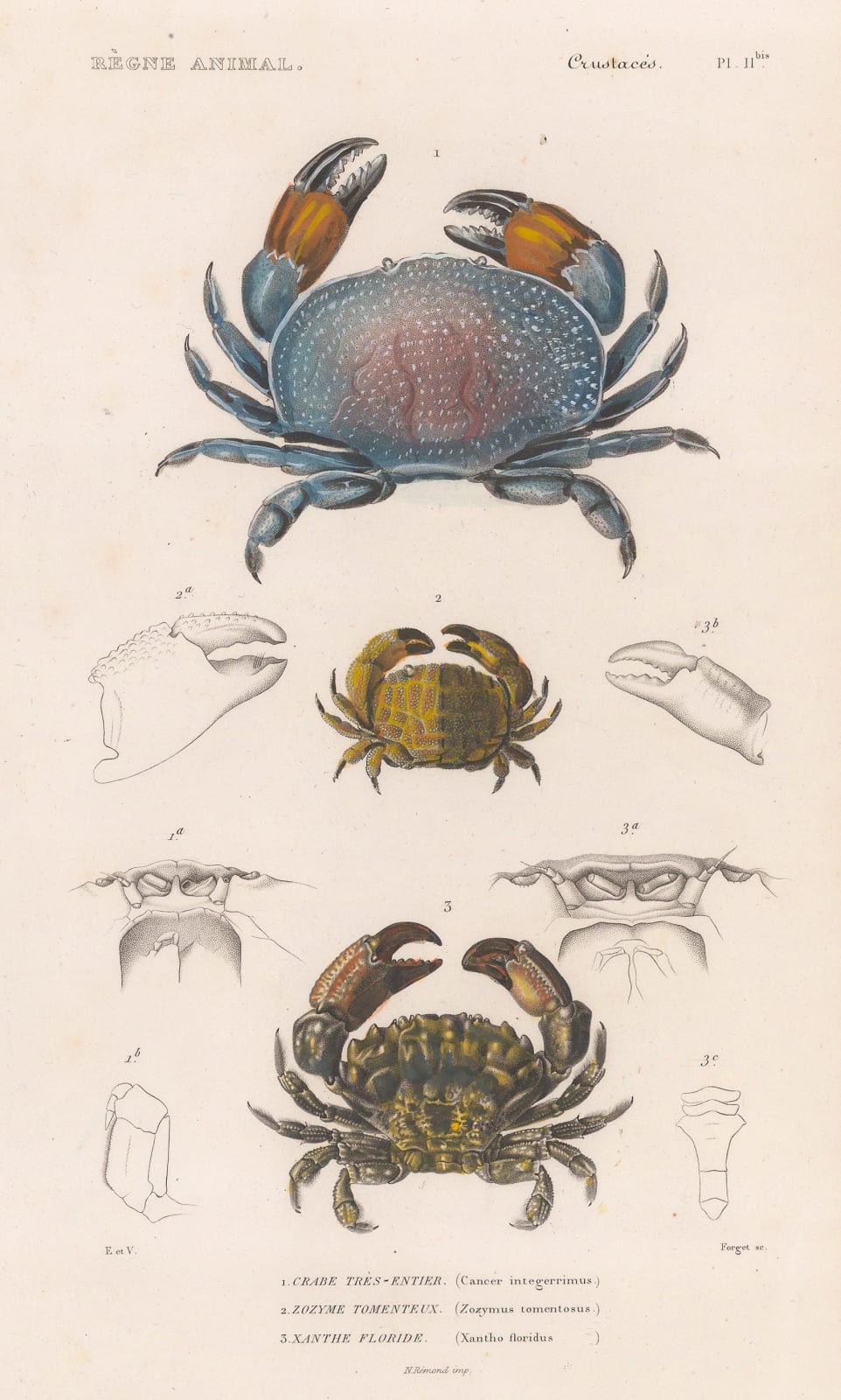 Baron Georges Cuvier, Crustaceans - Red egg, Hairy tank and Gorilla crabs, 1849