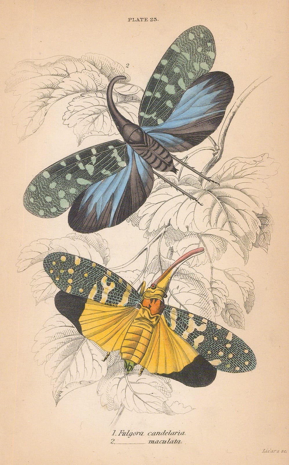 Sir William Jardine, Insects - Lanternflies, 1840