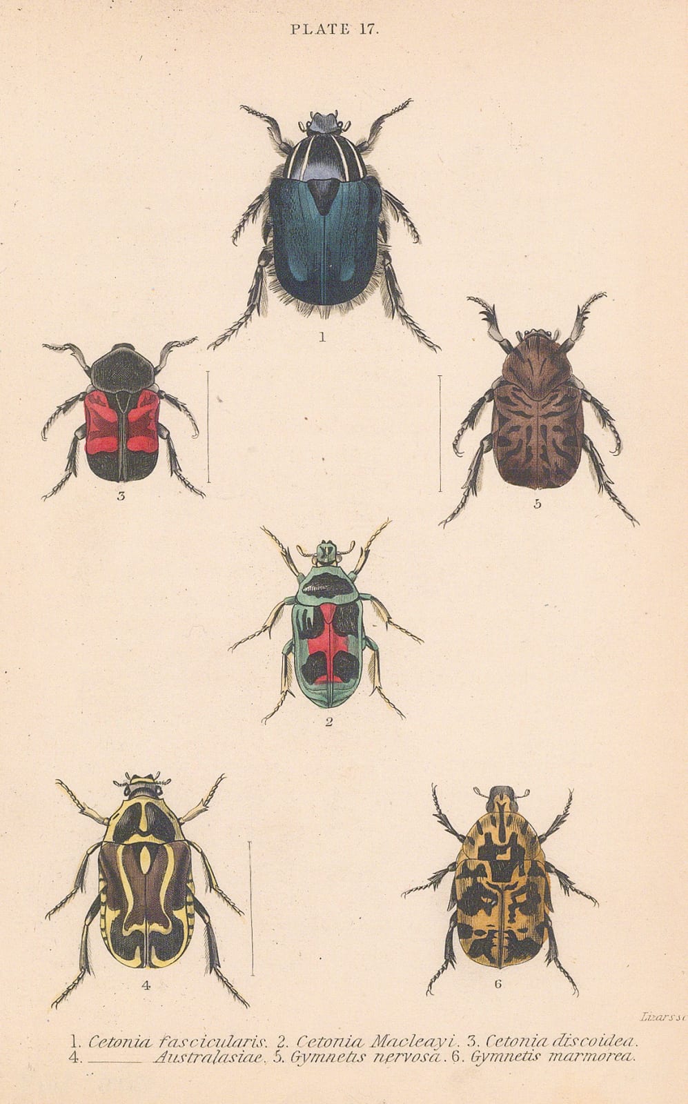 Sir William Jardine, Beetles - Protea beetle, Flower beetles and Rose chafer, 1843