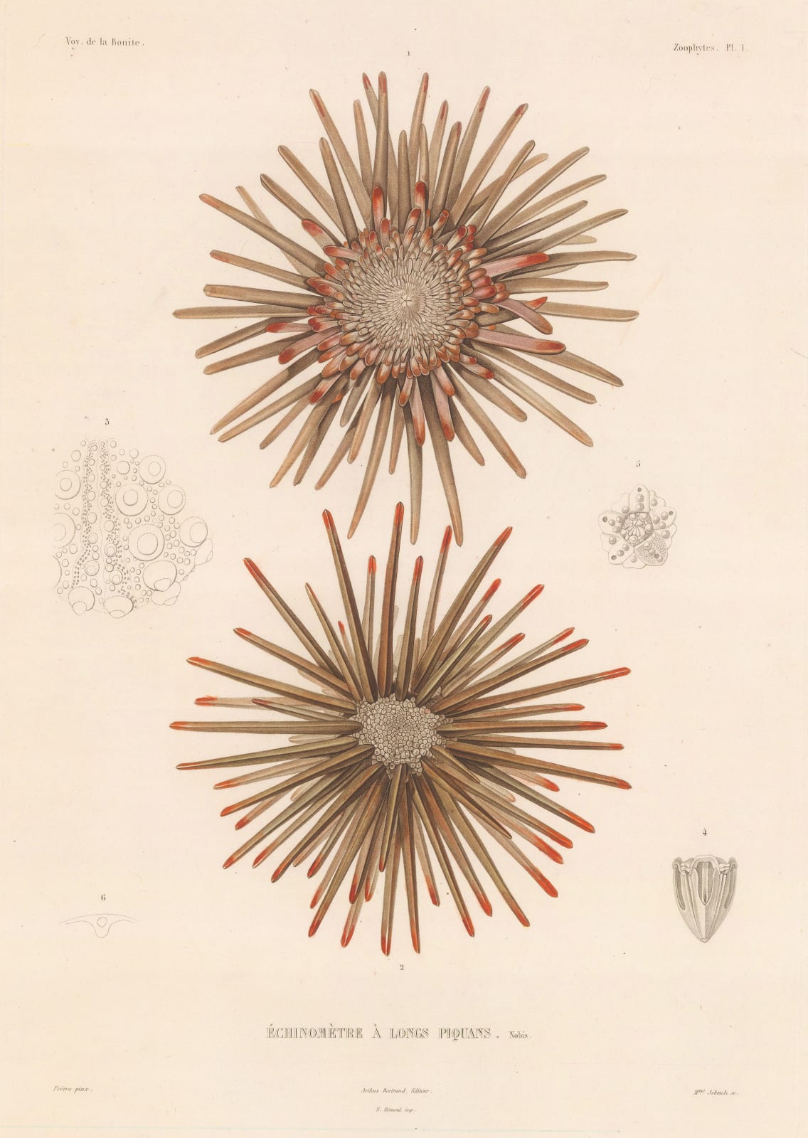 Auguste-Nicolas Vaillant, Sea Urchin - Burrowing Sea Urchin, 1850 c.