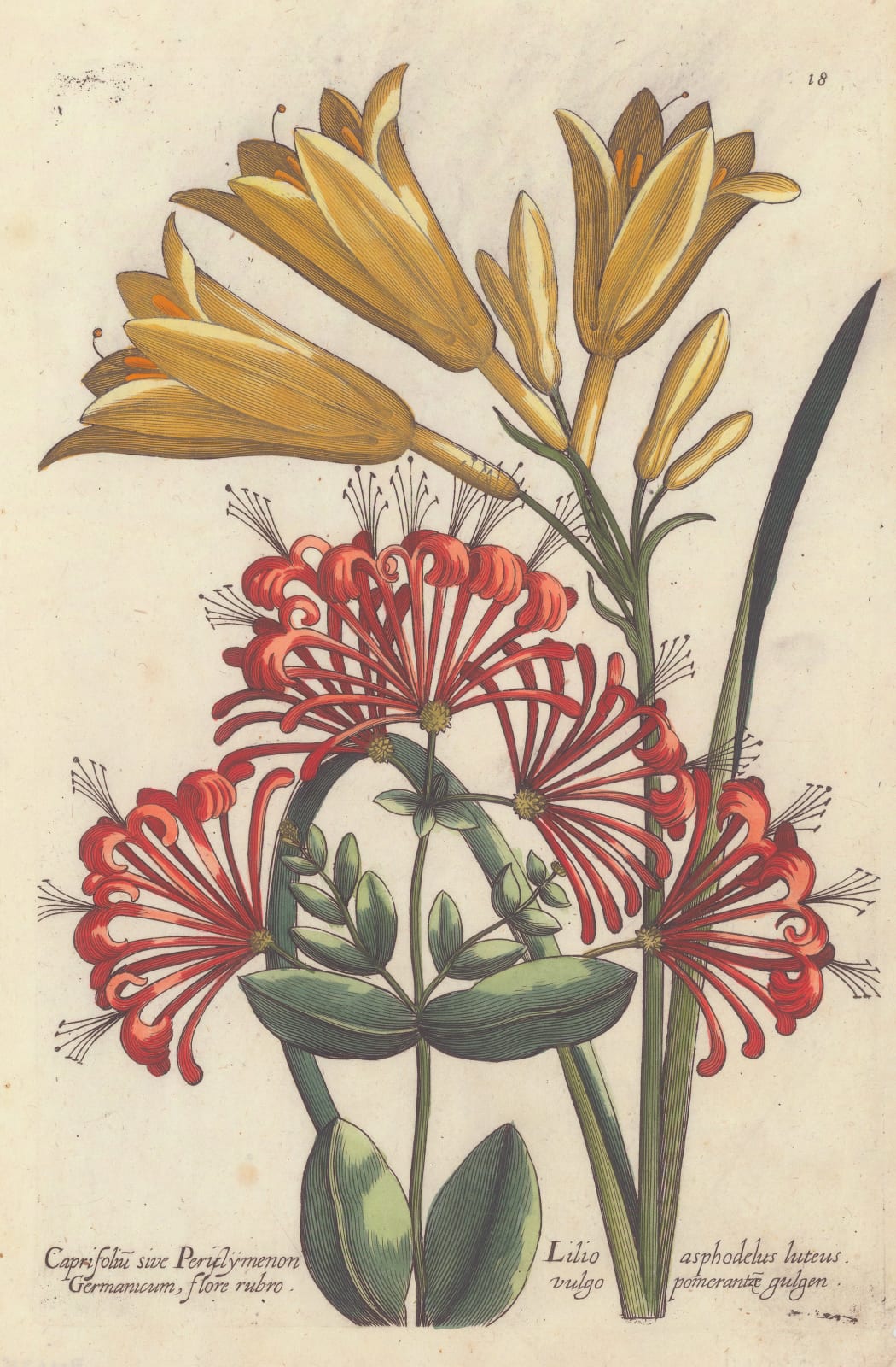 Theodore De Bry, Daylily and Honeysuckle, 1620 c.