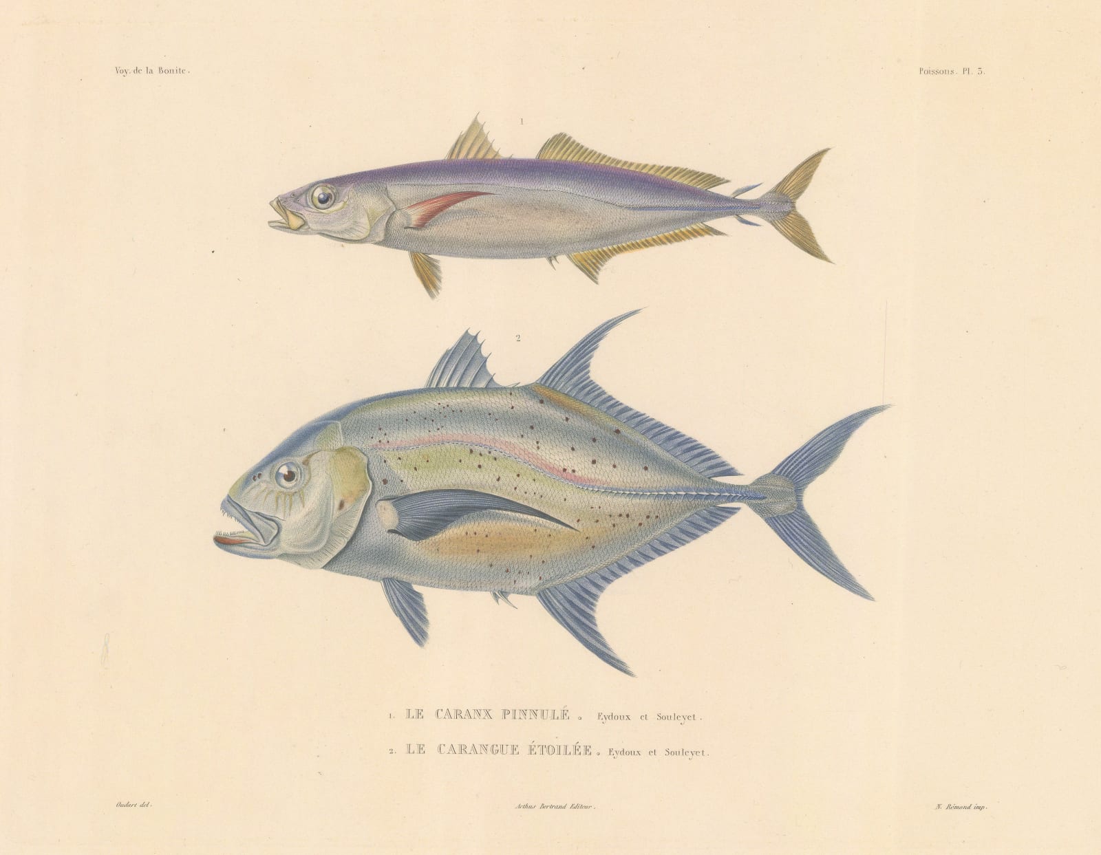 Auguste-Nicolas Vaillant, Jack Fish, 1850 (c.)