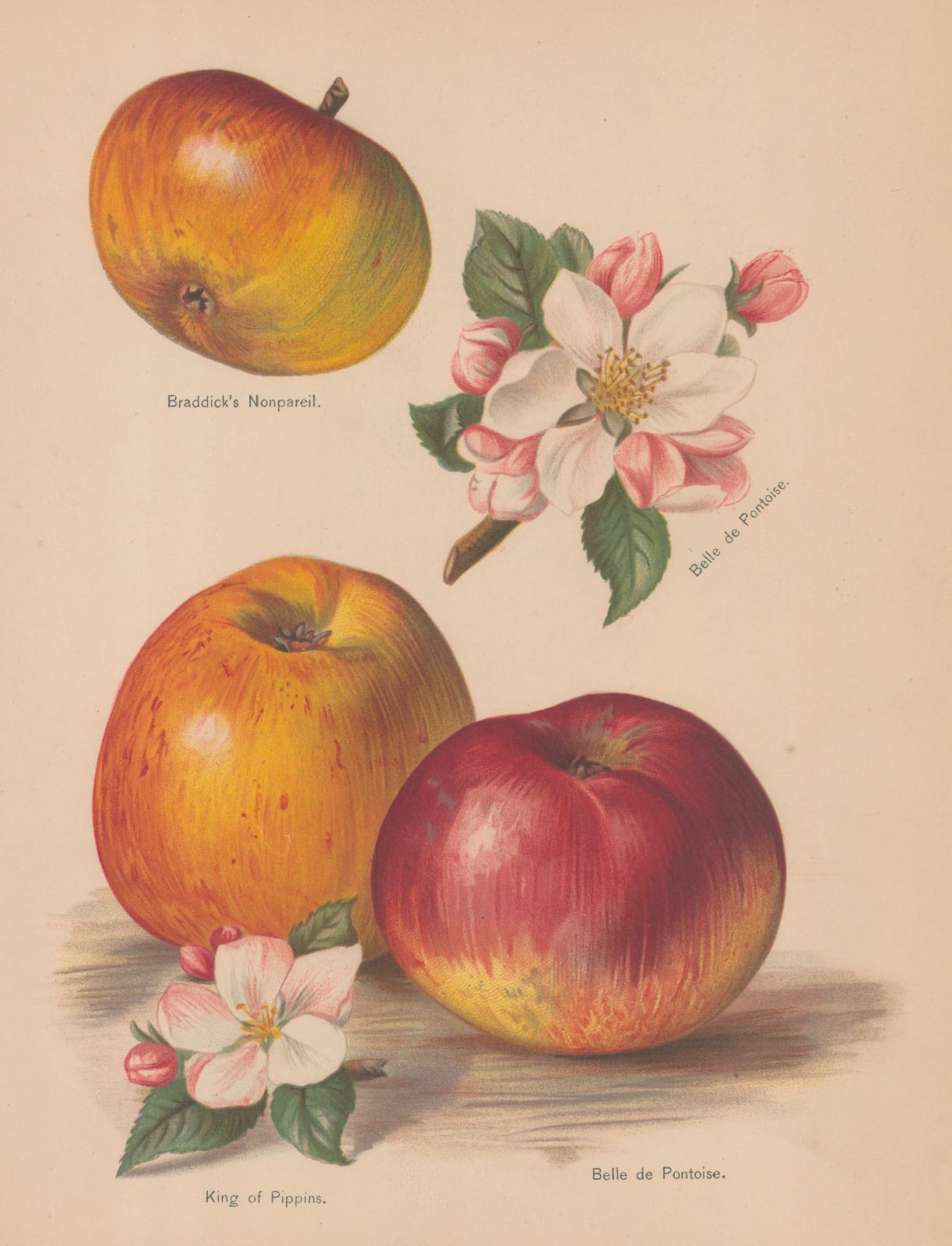 John Wright, Apple - Varieties, 1891