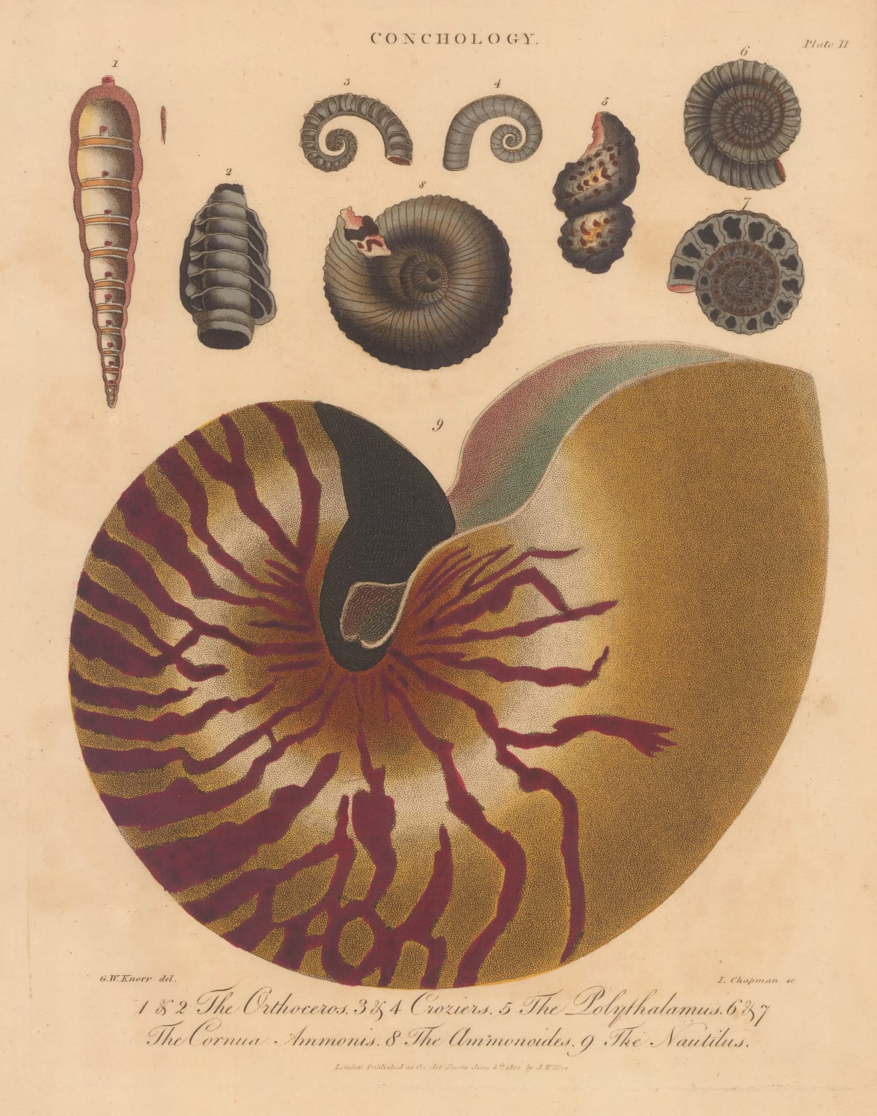 John Wilkes, Shells - Nautilus, 1829