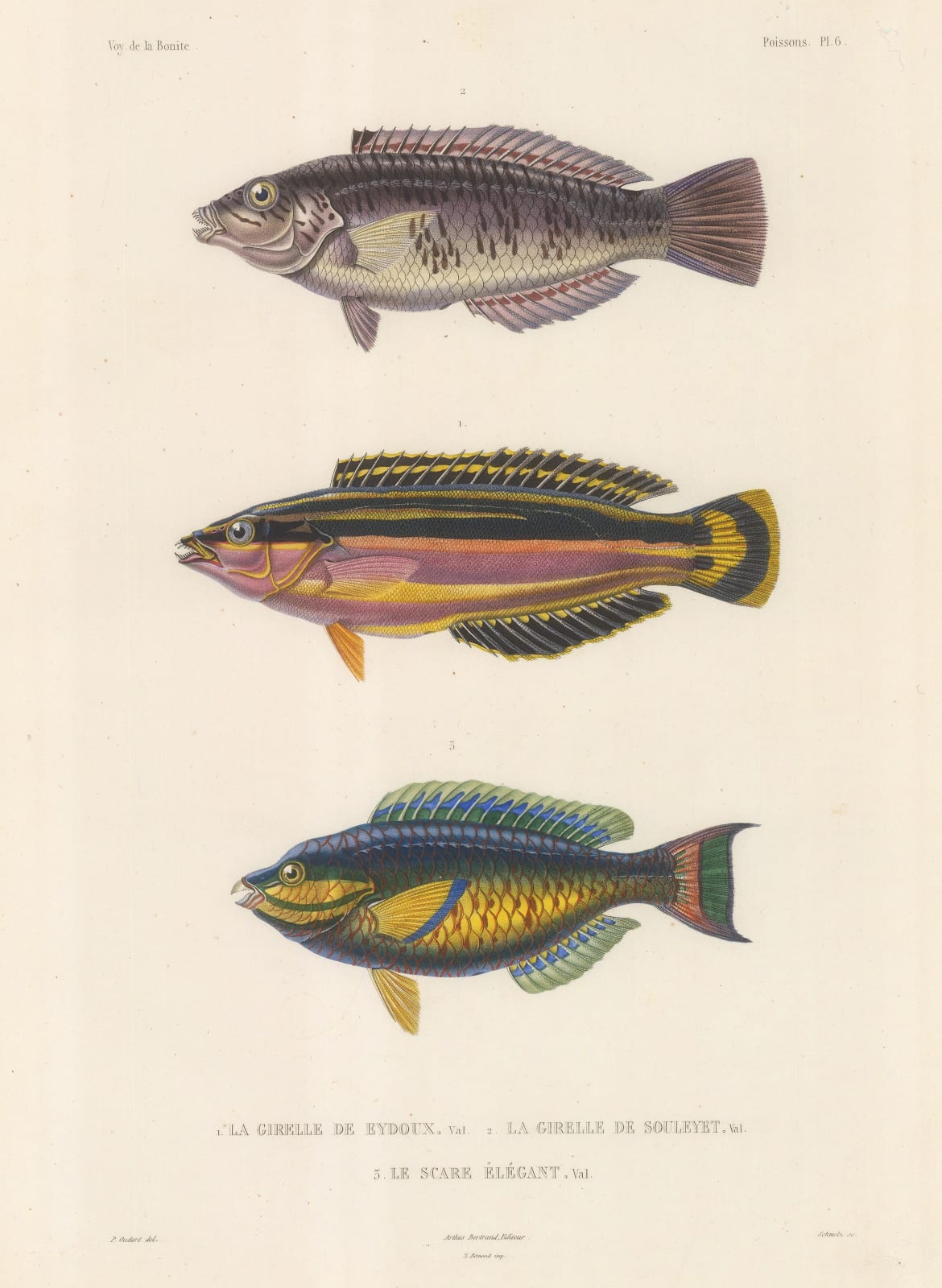 Auguste-Nicolas Vaillant, Parrot Fish, 1850 c.