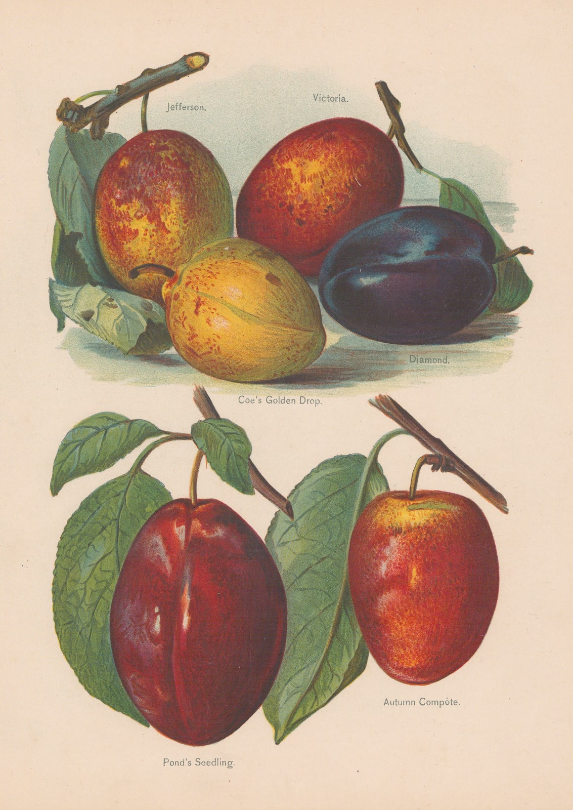 John Wright, Plums, 1891