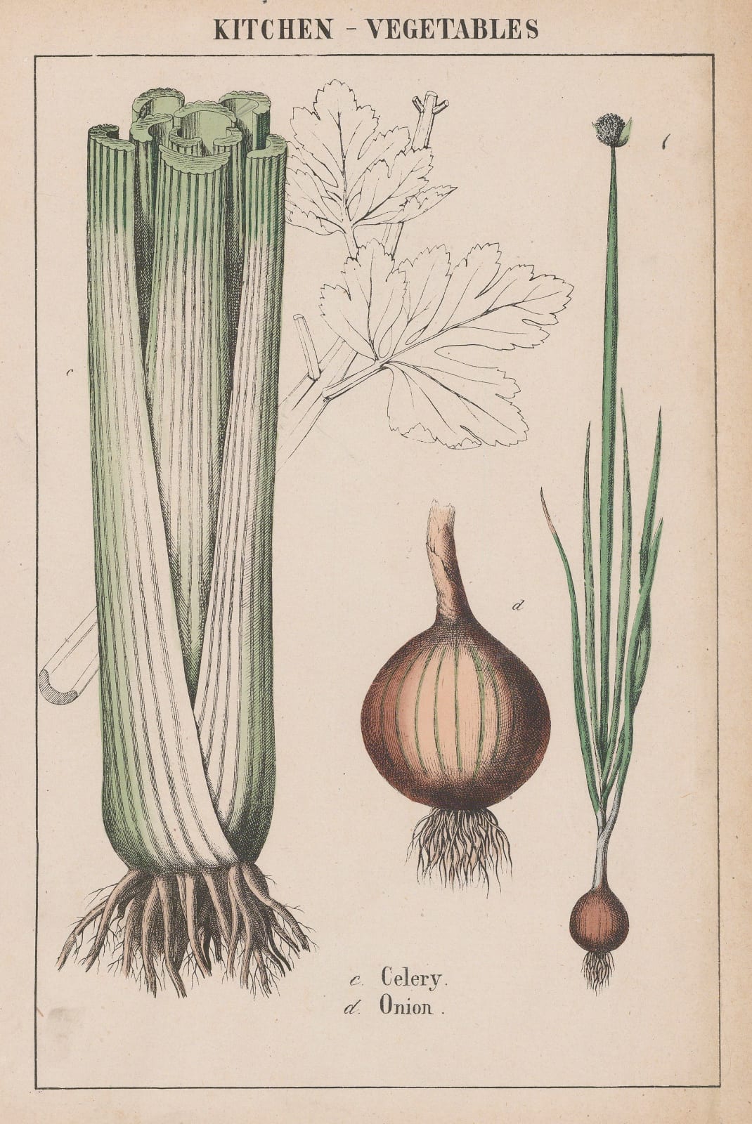 Charlotte Yonge, Vegetables - Celery and Onion, 1863 c.
