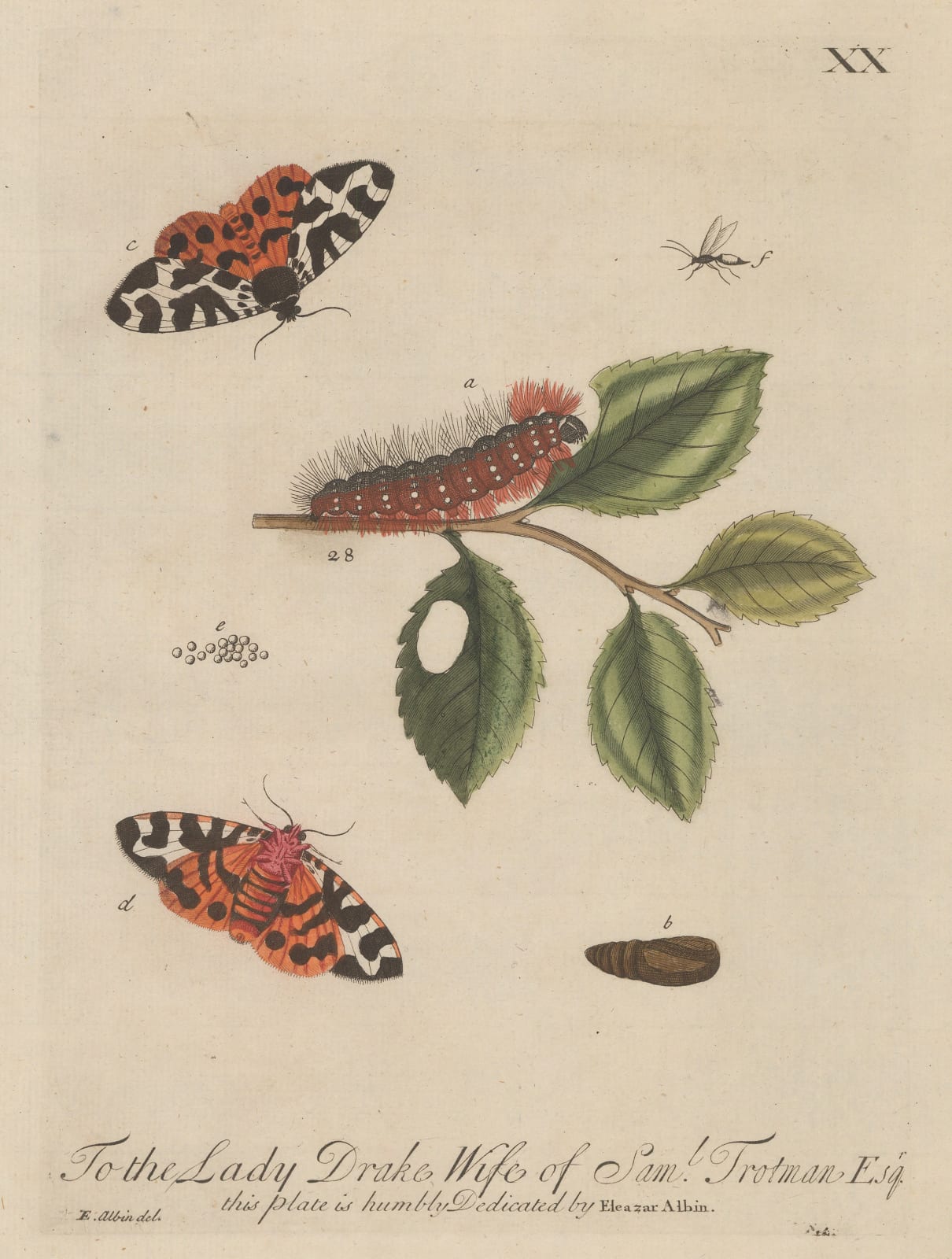 Eleazar Albin, Butterflies - Silk Caterpillar and moths, 1749