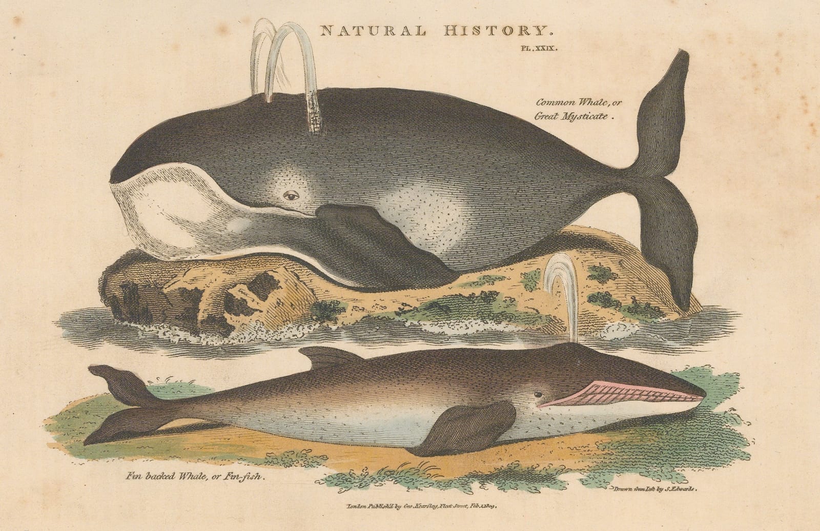 John Good, Whales - Bowhead and Fin whale, 1813