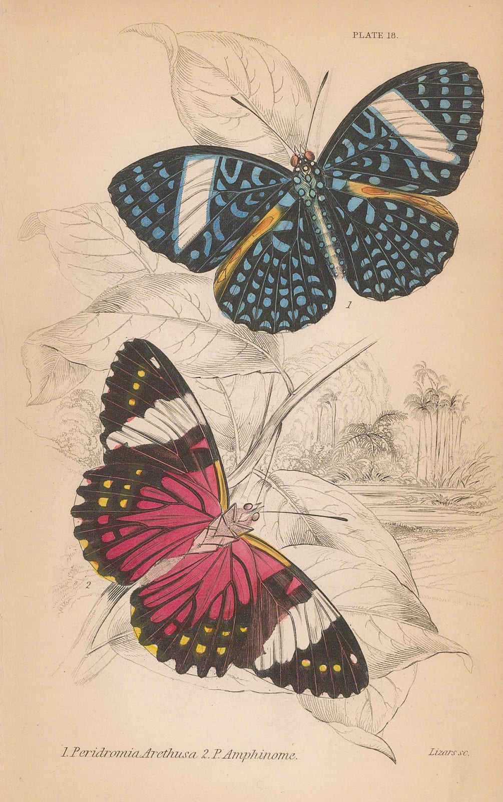 Sir William Jardine, Butterflies - Cracker Butterflies, 1837
