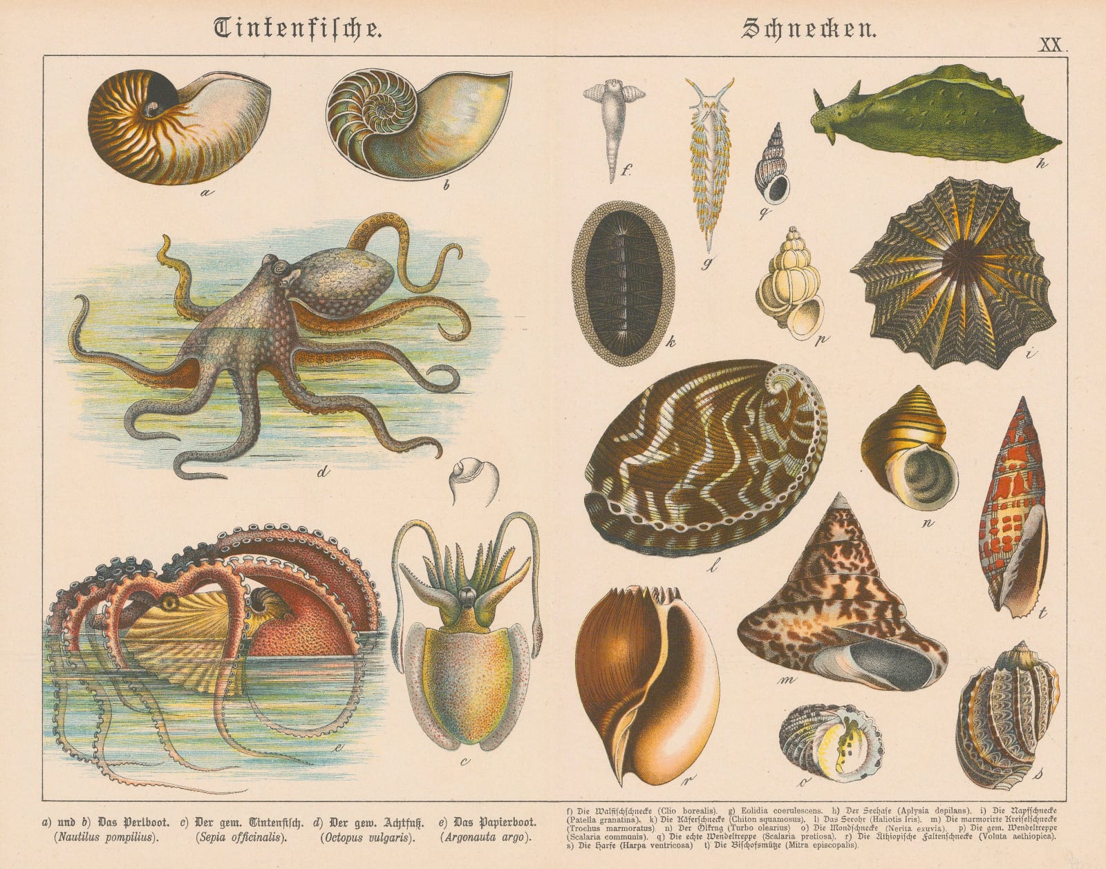 Gotthilf von Schubert, Octopus, Nautilus and Molluscs, 1886