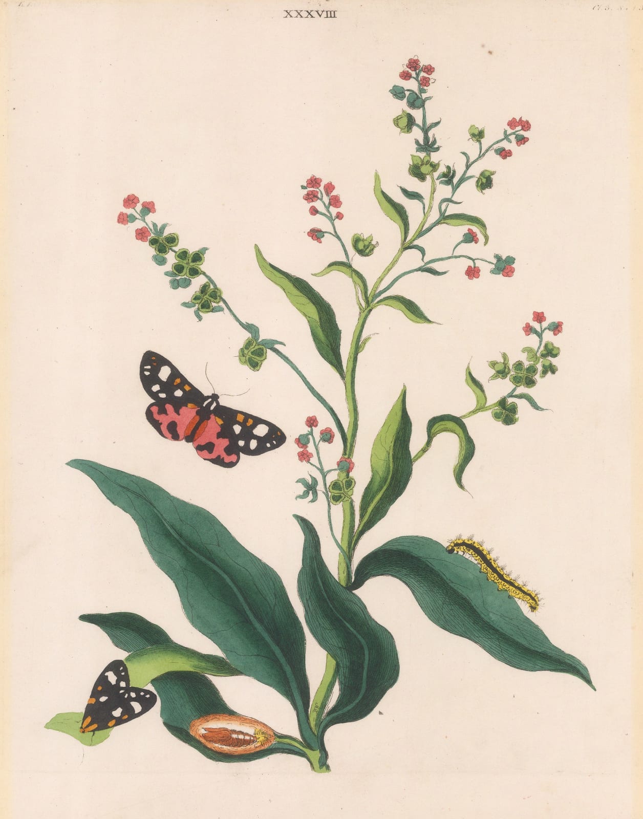 Benjamin Wilkes, Butterflies - Scarlet Tiger Moth, 1773