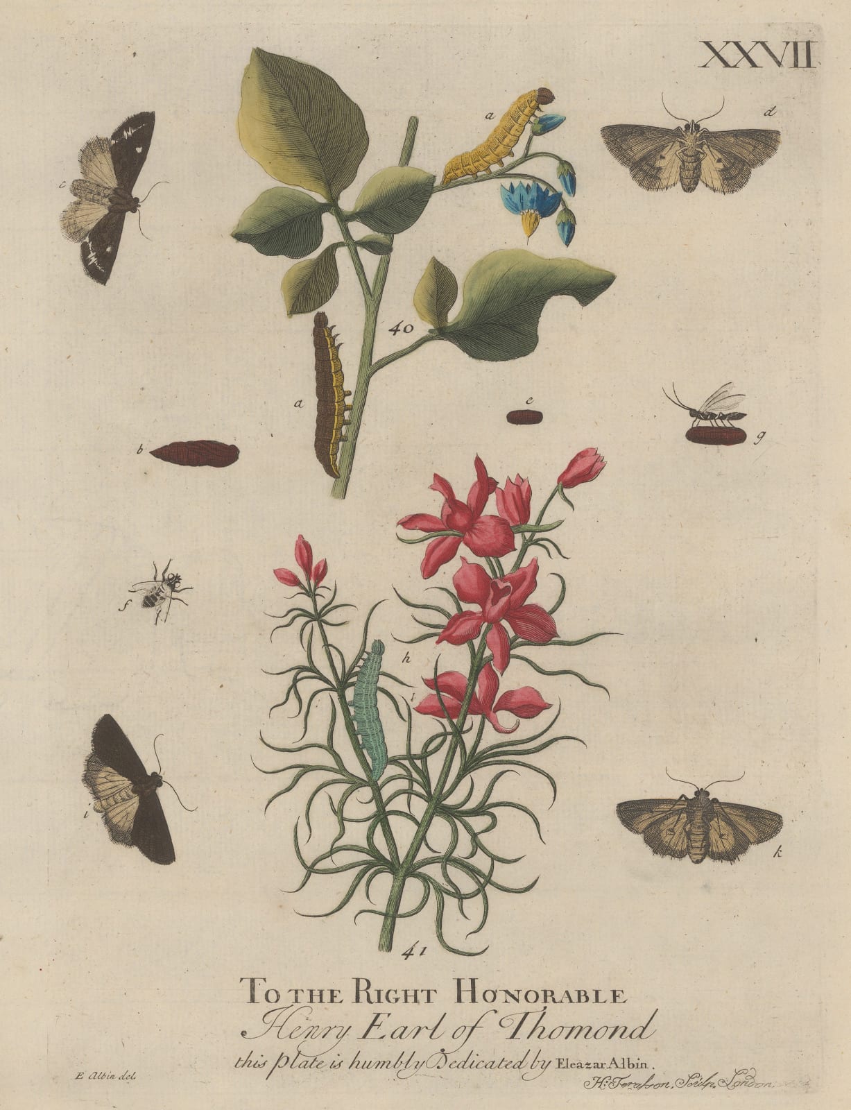 Eleazar Albin, Butterflies - Moths and Caterpillars, 1749
