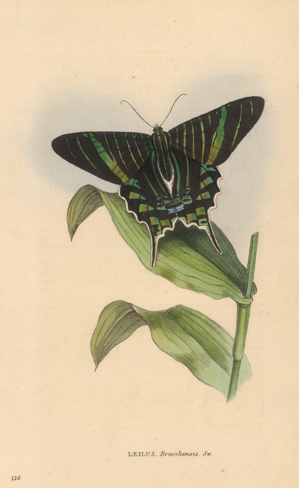 William Swainson, Butterflies - Brazilian Emerald Butterfly, 1833