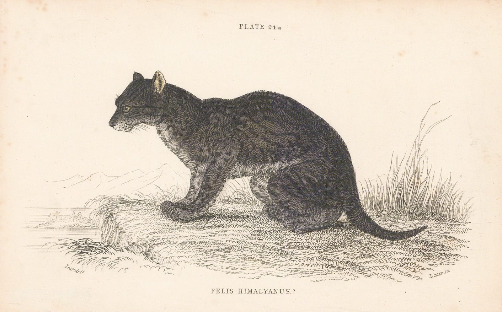 Sir William Jardine, Serval - Himalayan Serval, 1834