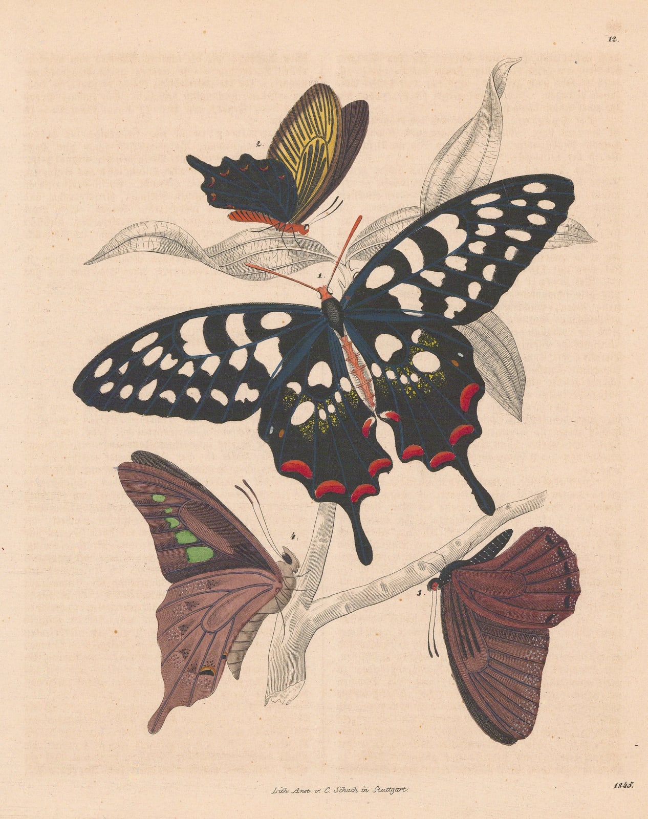 Carl Hoffmann, Butterflies - Swallowtail butterflies, 1845