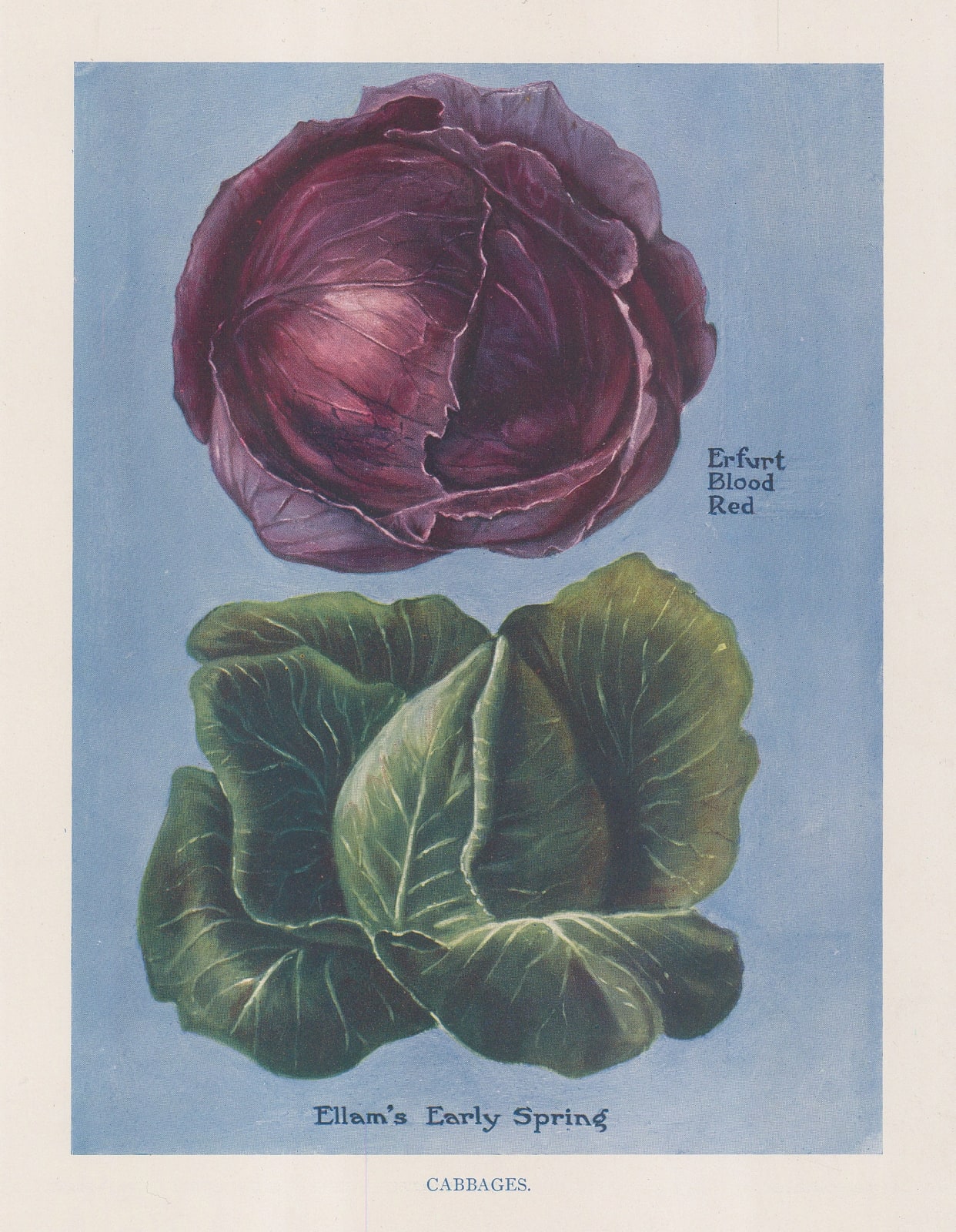 John Wright, Vegetables - Cabbages, 1890