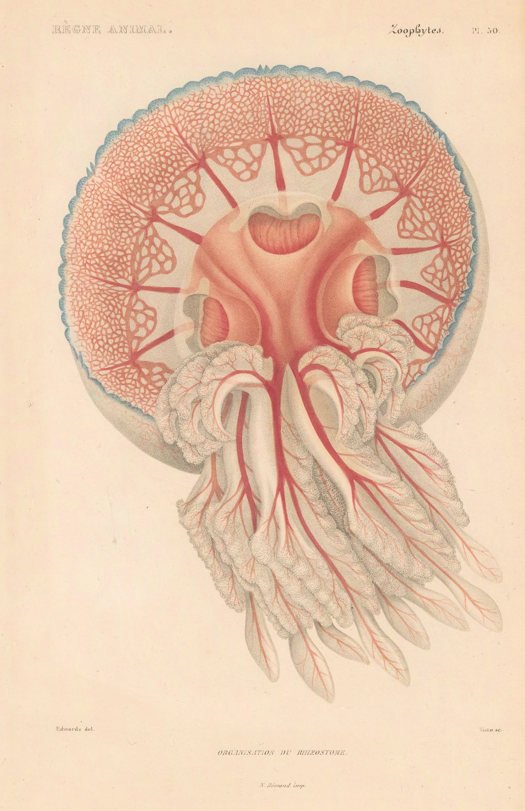 Baron Georges Cuvier, Jellyfish - Rhizostoma, 1849