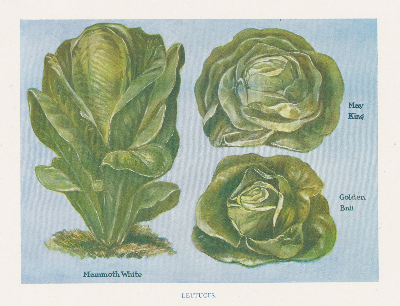 John Wright, Lettuces, 1890 c.