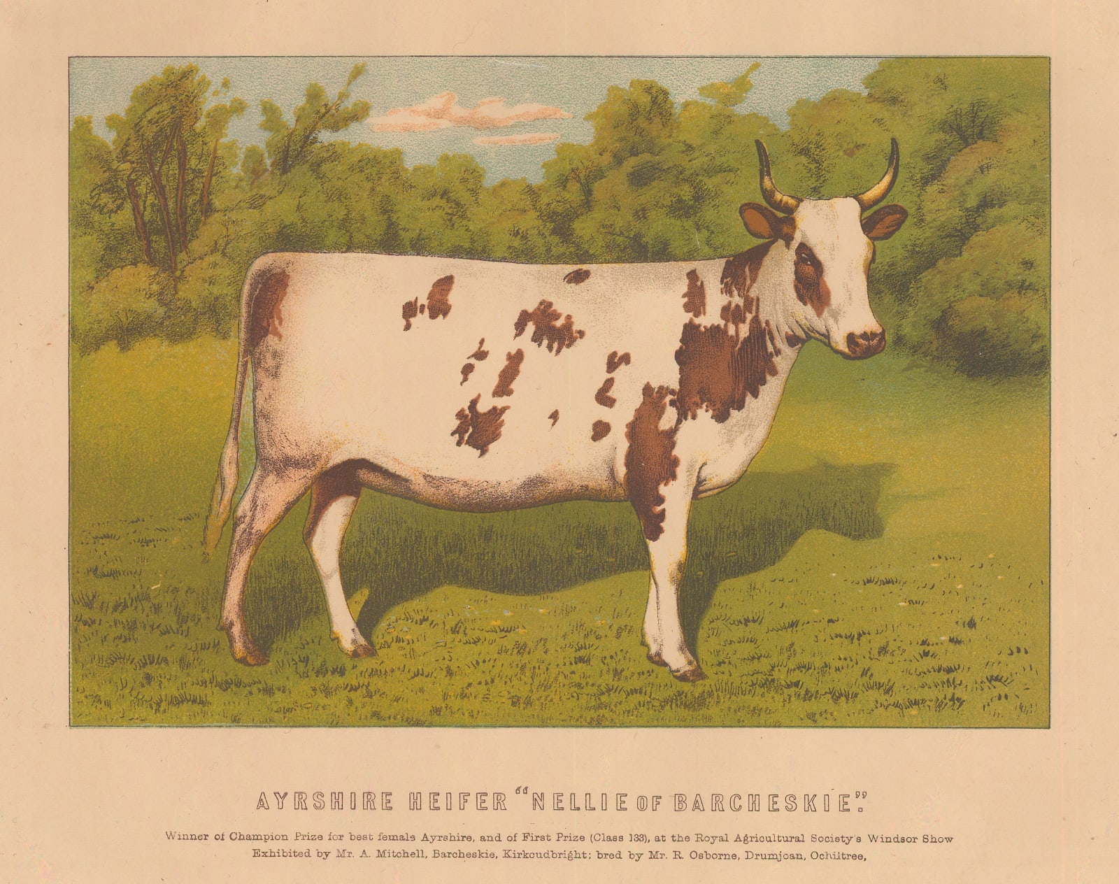 William Mackenzie, Cattle - Ayrshire Heifer, 1887 c.