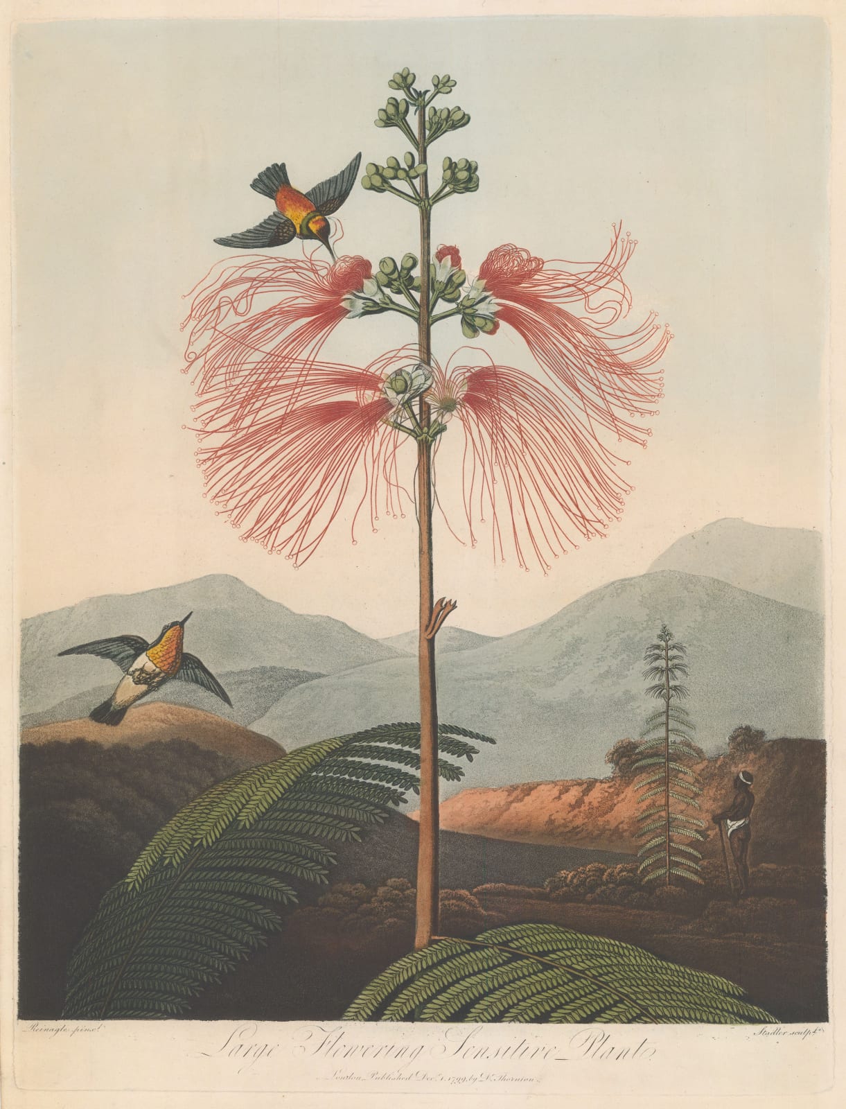 Dr. Robert Thornton, Flowering Sensitive Plant, 1799