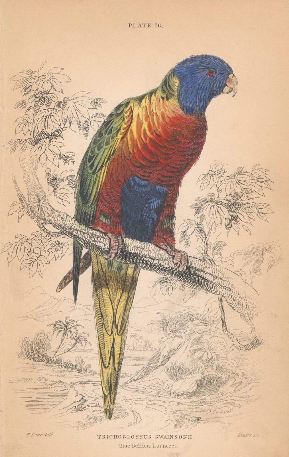 Sir William Jardine, Lorikeet - Rainbow lorikeet, 1866
