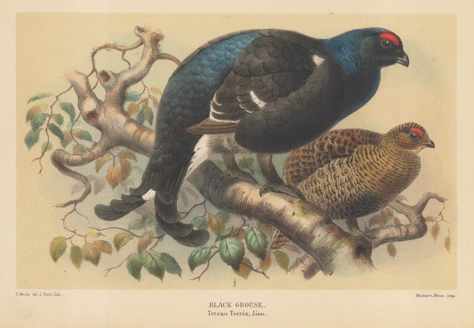 R.H. Porter, Shooting - Black Grouse, 1897