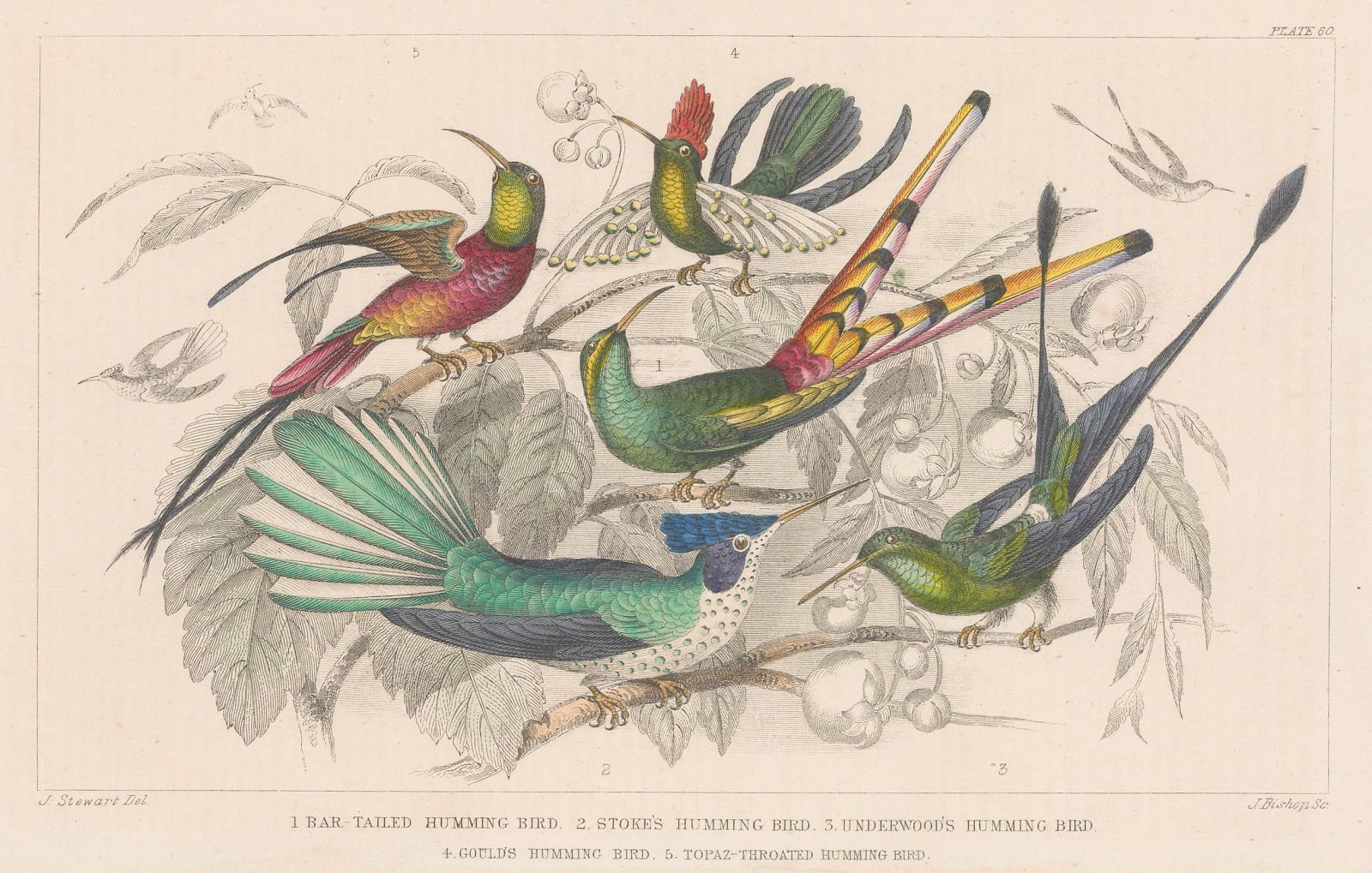 Oliver Goldsmith, Hummingbirds, 1876