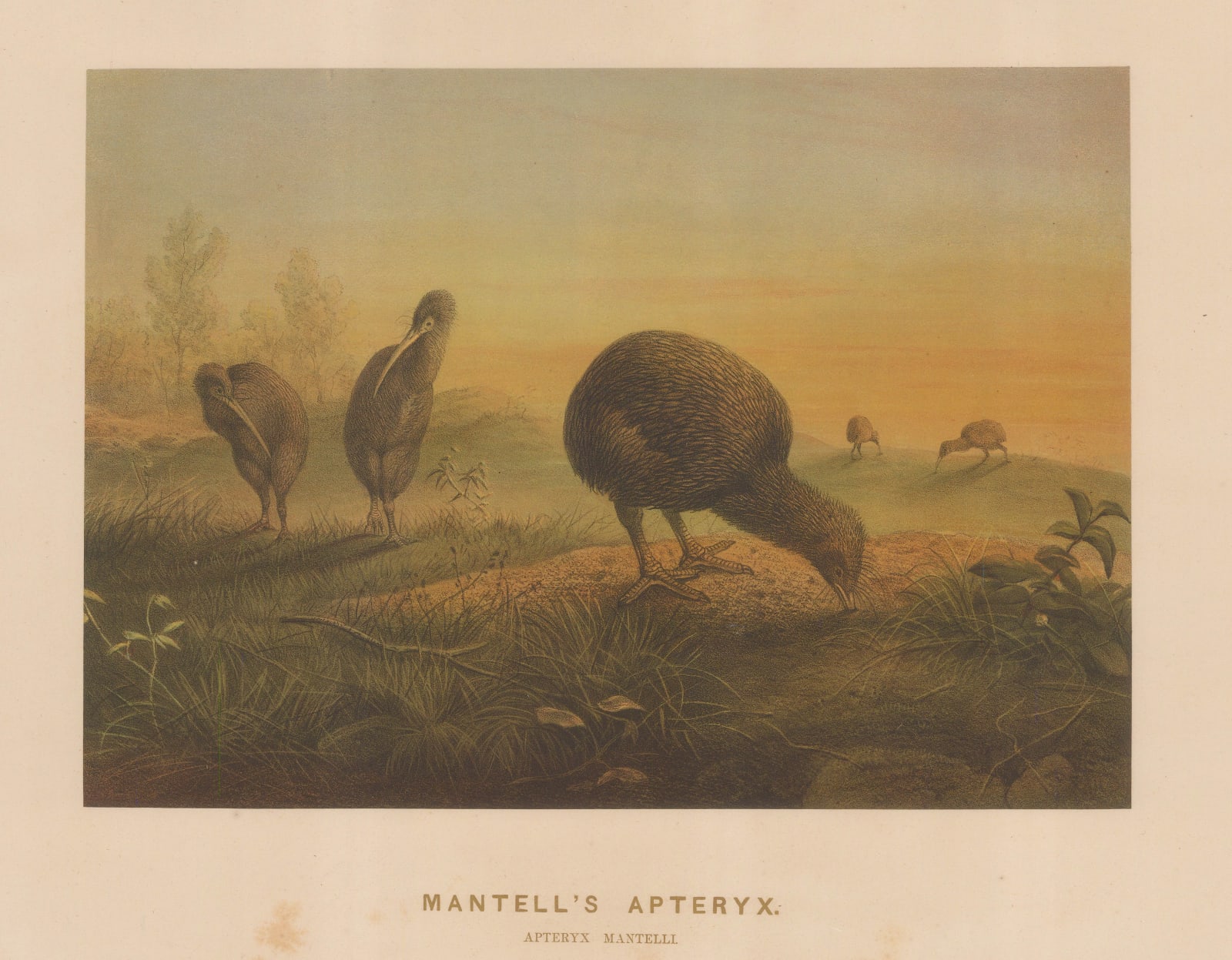 Joseph Wolf, Kiwi, 1861