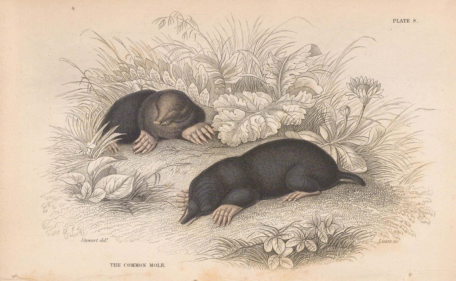 Sir William Jardine, Mole - Common Mole, 1838