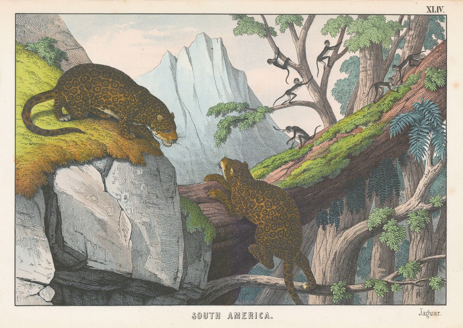 Edmonston & Douglas, Jaguar, 1862