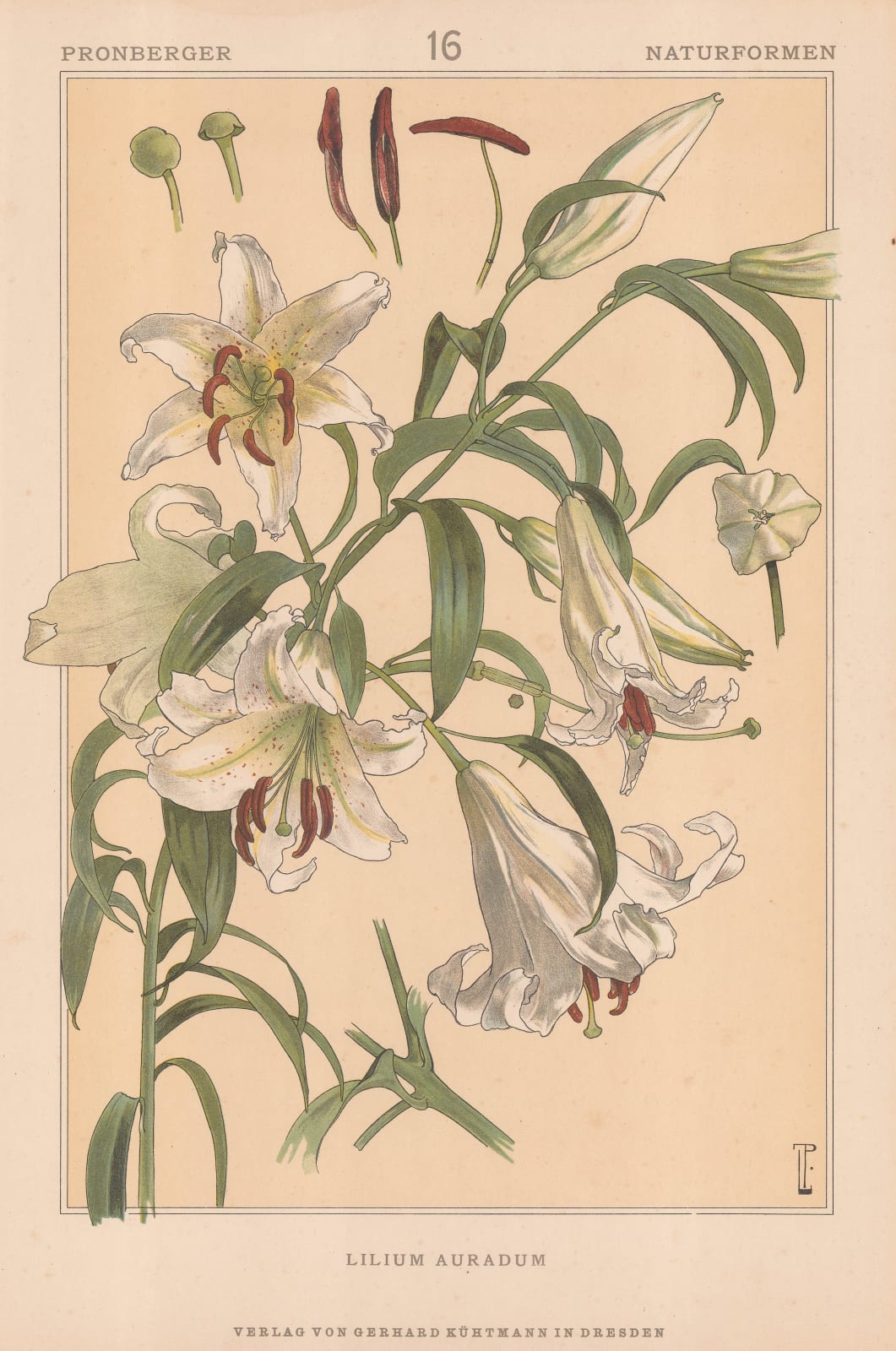 Ludwig Pronberger, Lily, 1890 c.