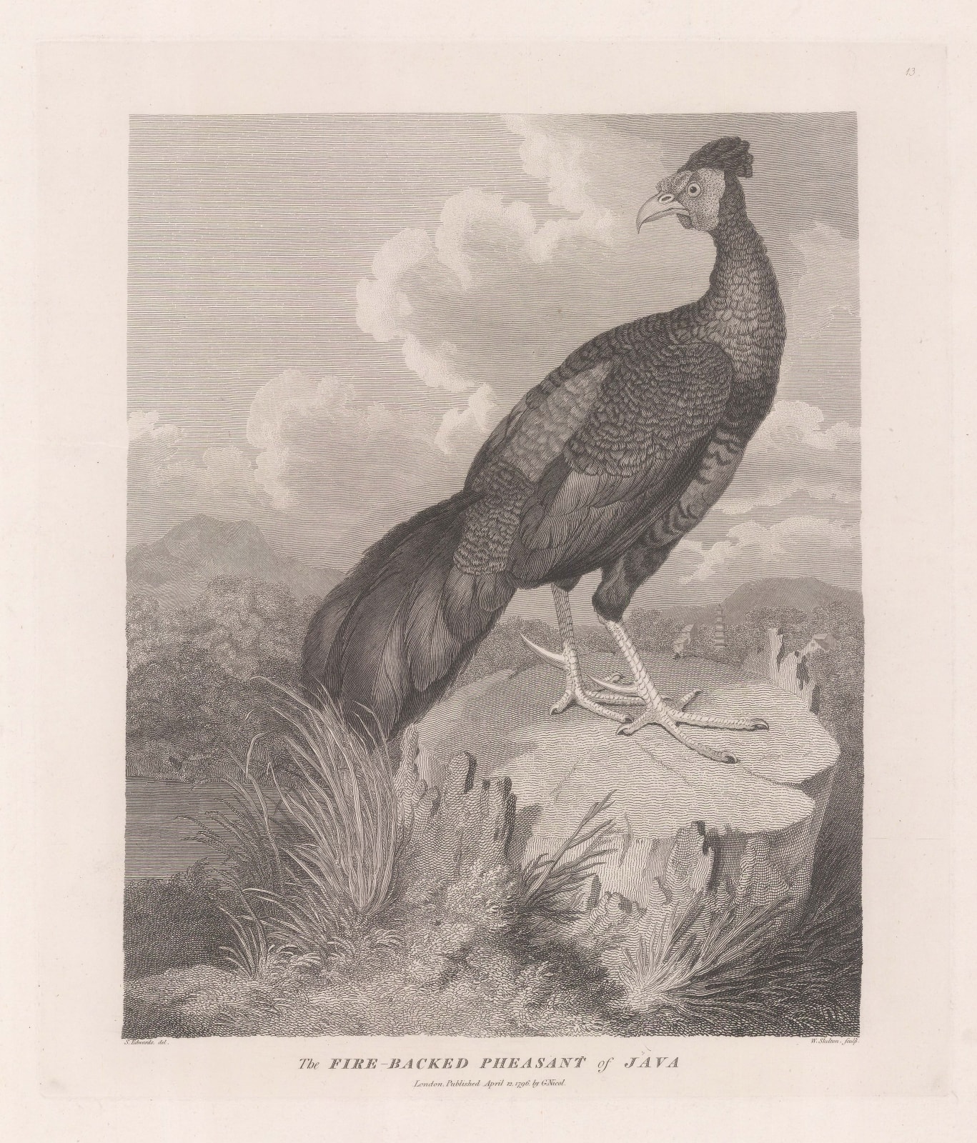 George Nicol, Pheasant - Crested Forest Pheasant, 1796
