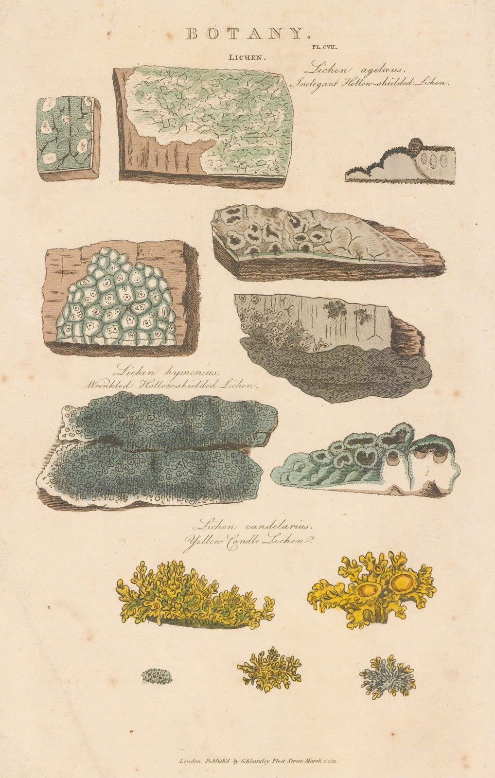 John Good, Botany - Lichens, 1813