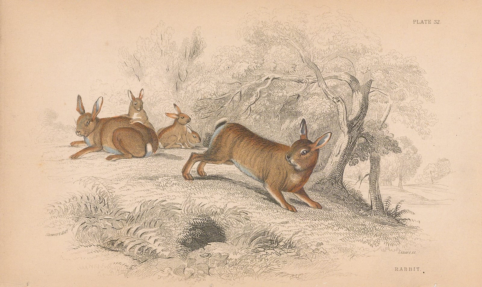 Sir William Jardine, Rabbit - European Rabbit, 1838