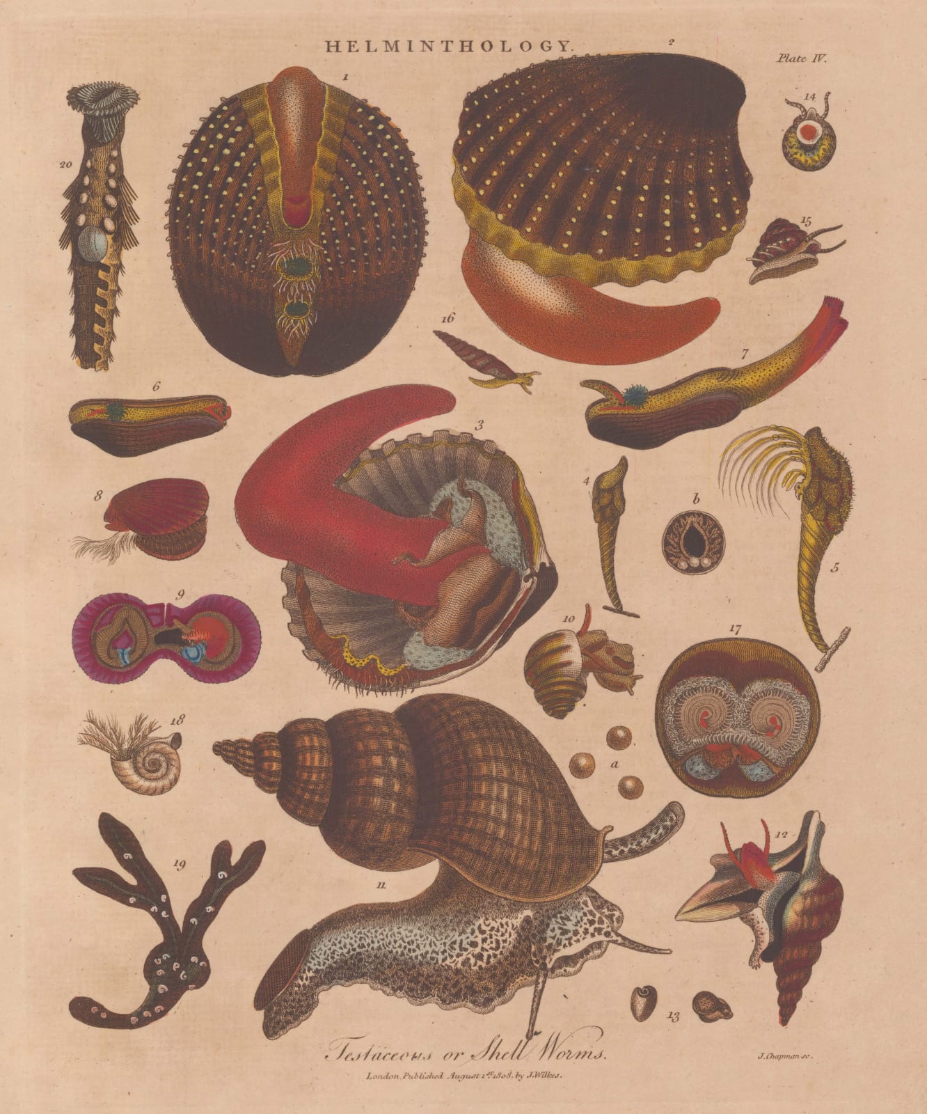 John Wilkes, Whelk and cockle, 1811