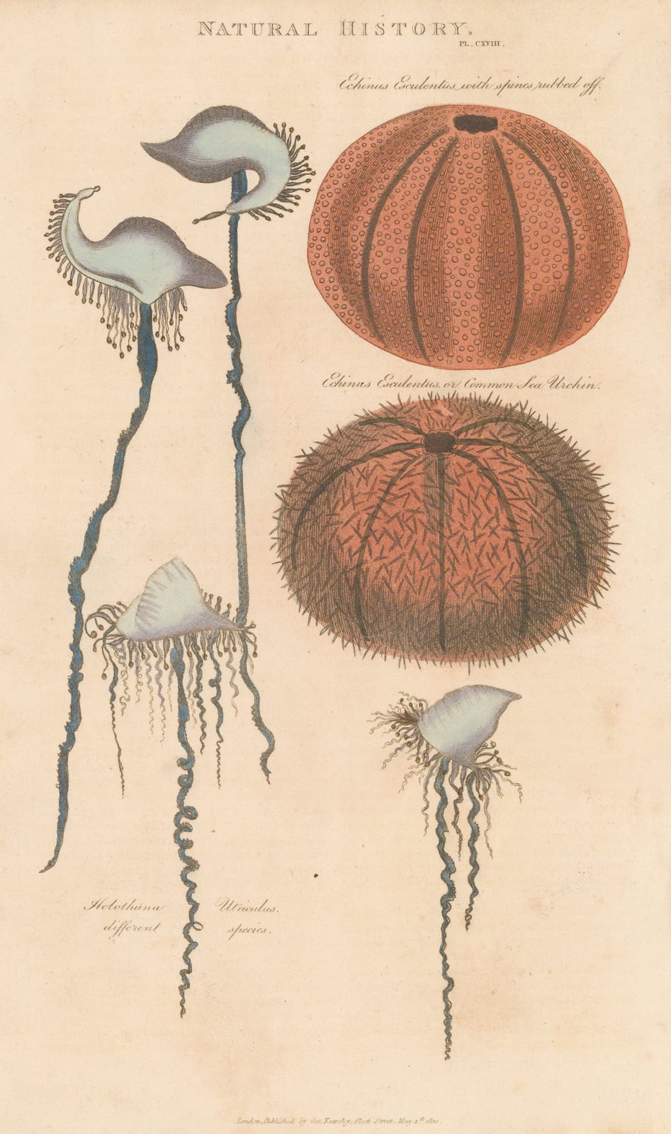 John Good, Jellyfish and Sea Urchin, 1813