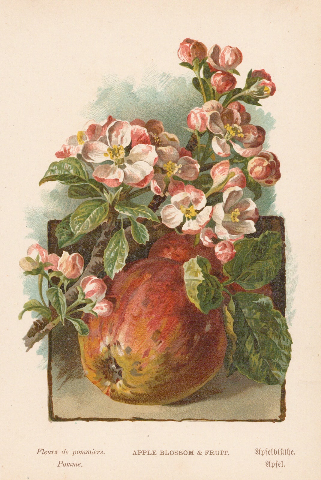 George Boulger, Apple, 1875