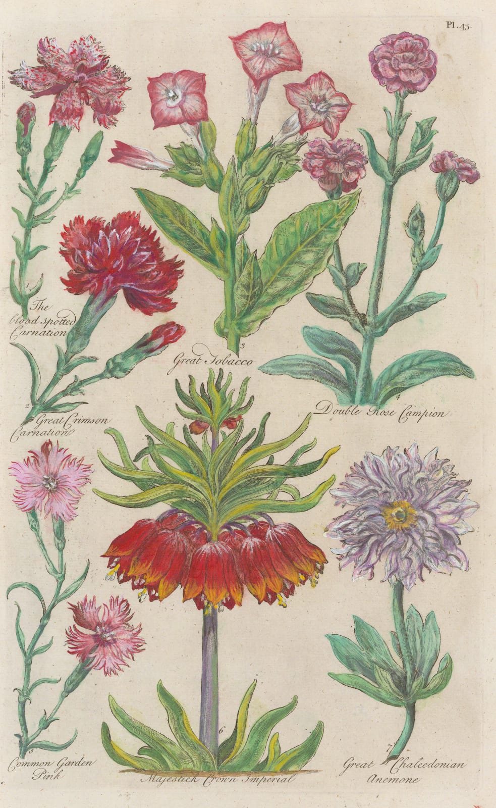 John Hill, Varieties, 1757