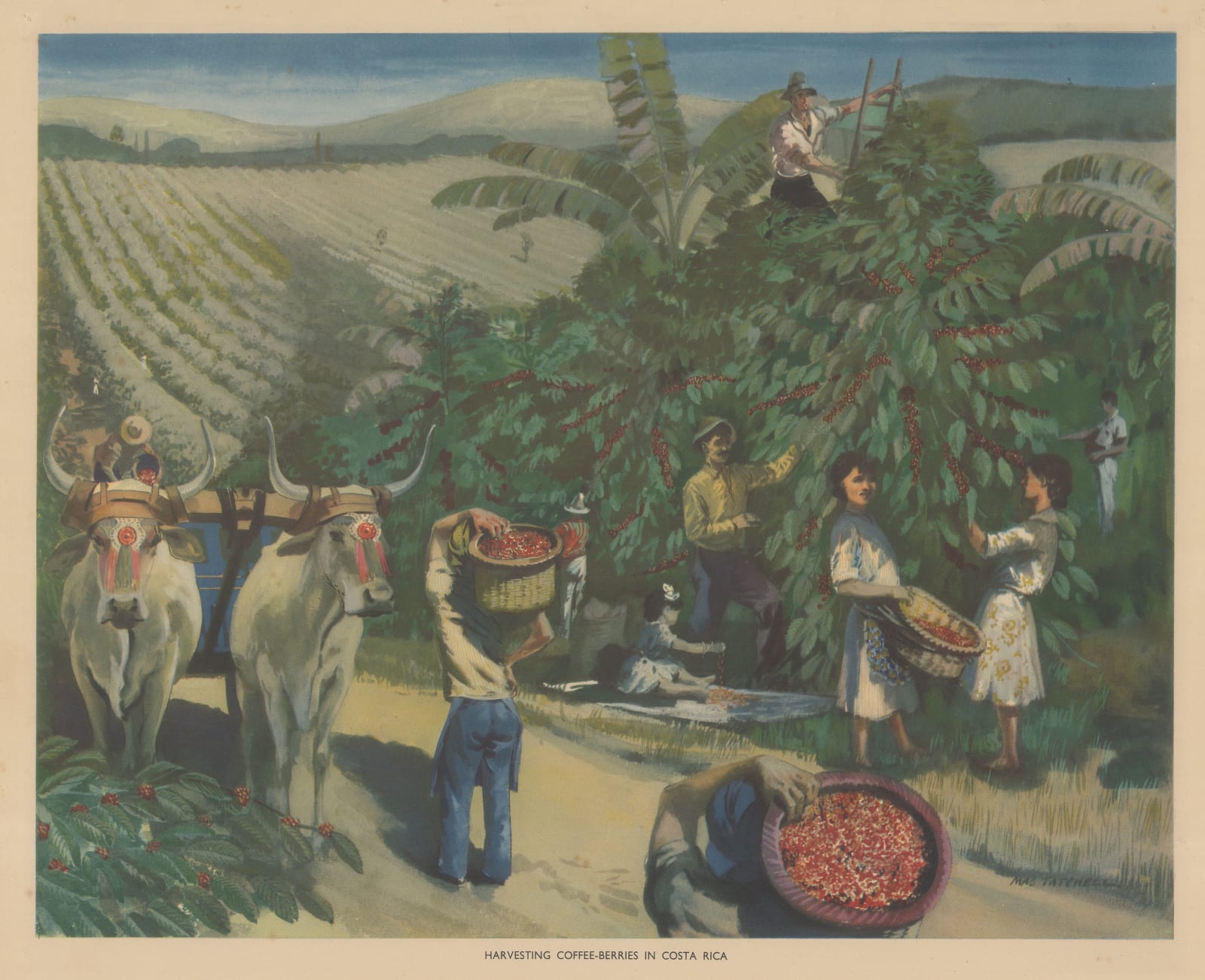 Alex Packham, Costa Rica - Coffee harvesting, 1940 c.