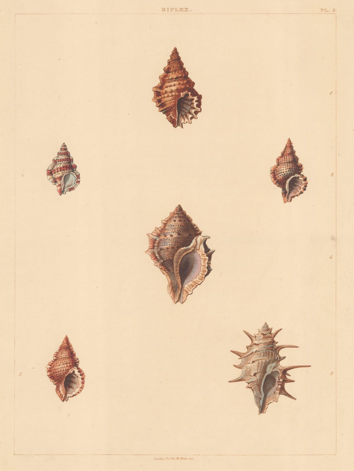 George Perry, Shells - Univalves, 1810