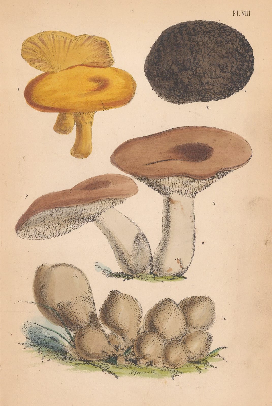Charles Badham, Mushrooms - English Funghi, 1863
