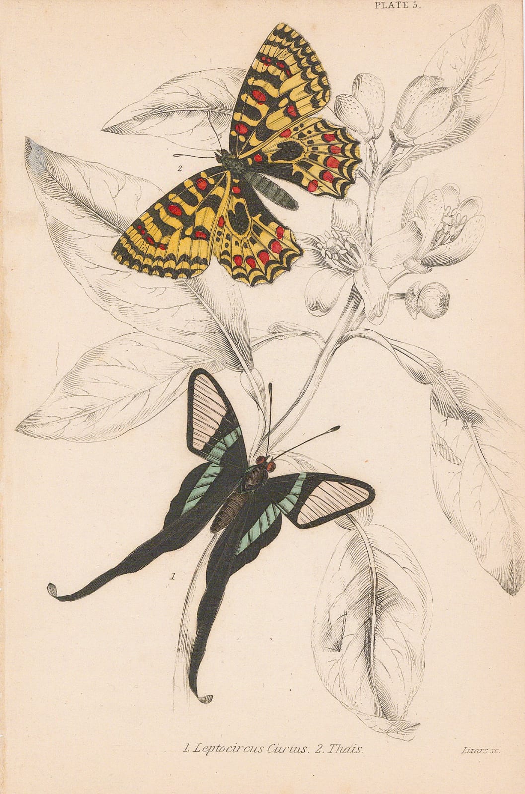 Sir William Jardine, Butterflies - White dragontail and Spanish festoon, 1837