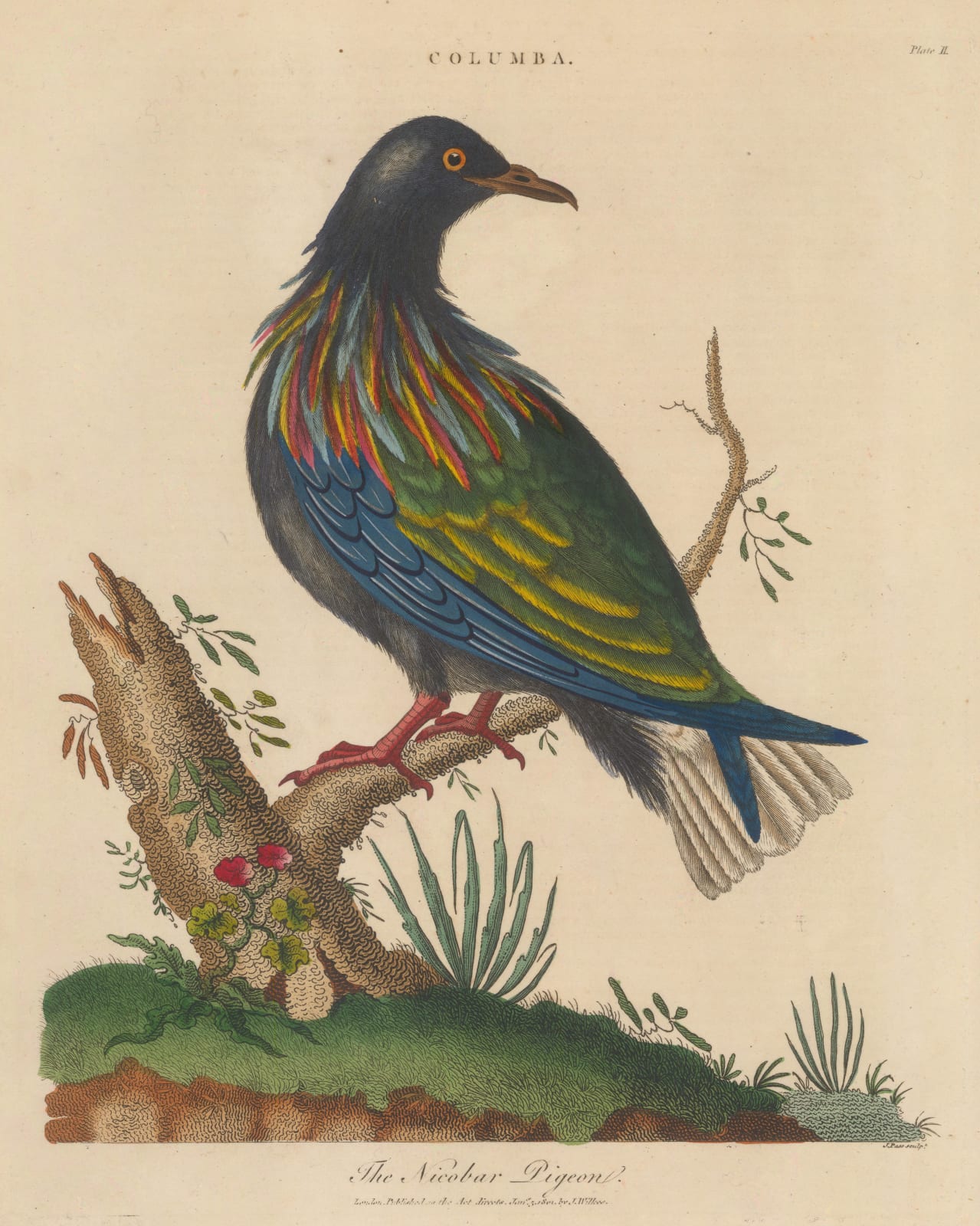 John Wilkes, Pigeon - Nicobar Pigeon, 1810