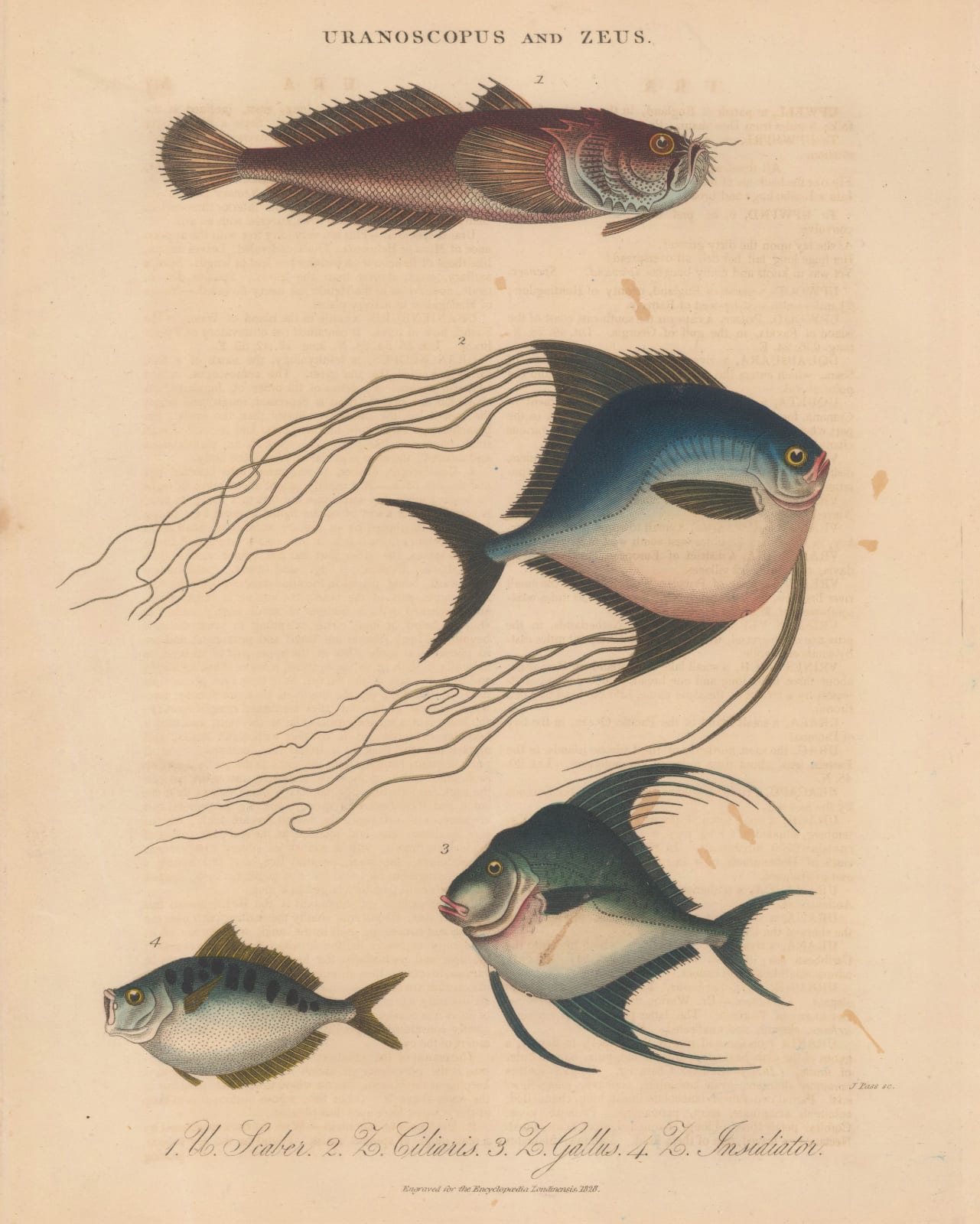 John Wilkes, Stargazer, Pompano, Lookdown, Ponyfish, 1829