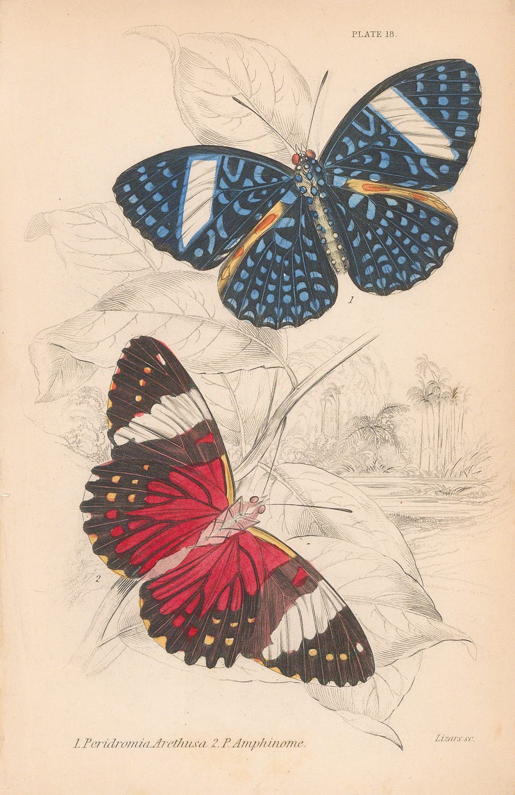 Sir William Jardine, Butterflies - Cracker Butterflies, 1837